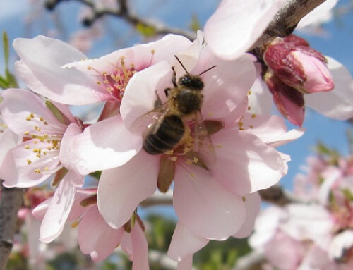 La importancia de las abejas y los insectos polinizadores